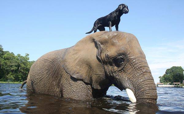 perierga.gr - Τρυφερό βίντεο παρουσιάζει τη σπάνια φιλία σκύλου & ελέφαντα!
