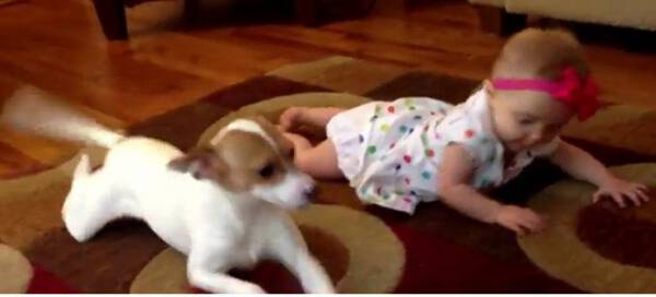 Θα σας φτιάξει τη μέρα: Σκύλος εκπαιδεύει βρέφος -Το μαθαίνει να μπουσουλάει!