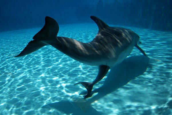 Το συγκλονιστικό βίντεο της γέννησης ενός δελφινιού. Η μαγεία της φύσης σε όλο της το μεγαλείο!