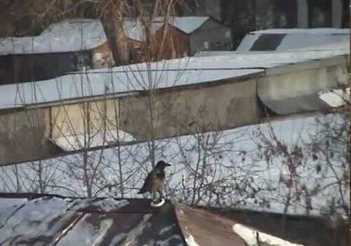 Κοράκι γλιστράει στη στέγη πάνω σε πλαστικό καπάκι για έλκηθρο! ..Ότι πιο χαριτωμένο είδατε σήμερα !!!