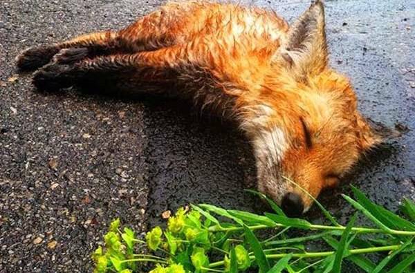 Ένας νεαρός στο δρόμο για τη δουλειά βρήκε μια νεκρή αλεπού στο οδόστρωμα. Επιστρέφοντας δεν μπορείτε να φανταστείτε τι είδε..