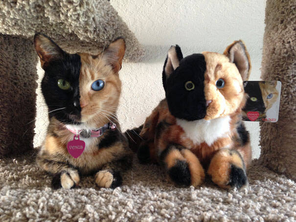 Η γάτα με τα δύο πρόσωπα! ..Η παράξενη διχρωμία της την έκανε γνωστή σε όλο το Ίντερνετ!