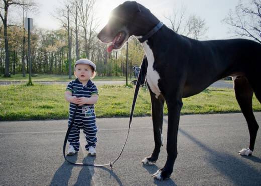 22 παιδάκια και οι γιγαντόσωμοι σκύλοι τους υπόσχονται να σας φτιάξουν τη μέρα