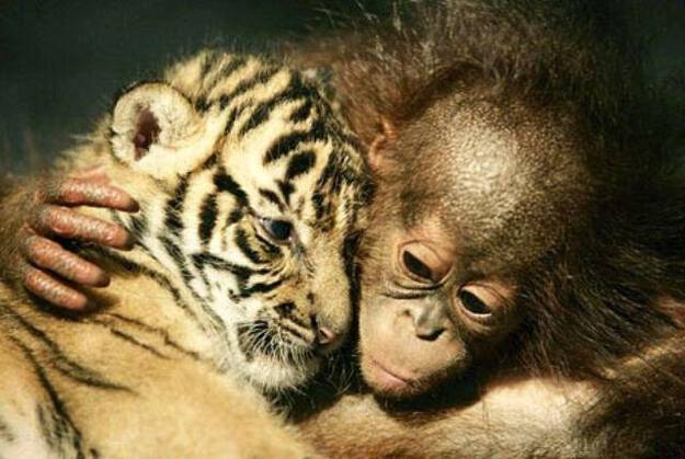 16 πανέμορφα ζώα που ξέρουνε πολύ καλά τι θα πει αγάπη!!!