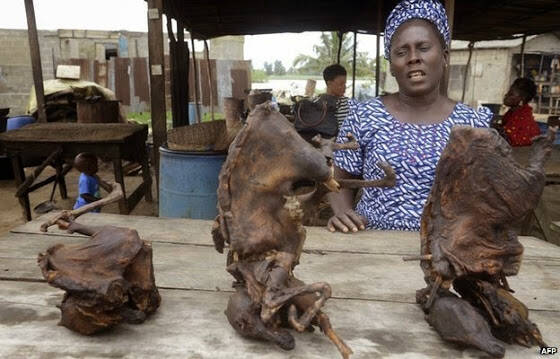BBC: Το κρέας άγριων ζώων πίσω από το ξέσπασμα του ιού Έμπολα; [Εικόνες]