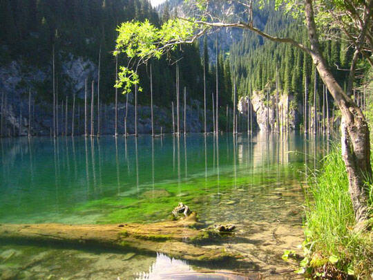 Τα παράξενα βυθισμένα έλατα της λίμνης Kaindy! Μαγευτικές εικόνες…