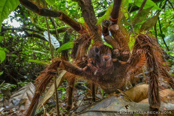 Γολιάθ: Η μεγαλύτερη αράχνη του κόσμου που μπήκε στα ρεκόρ Γκίνες για το μέγεθος της
