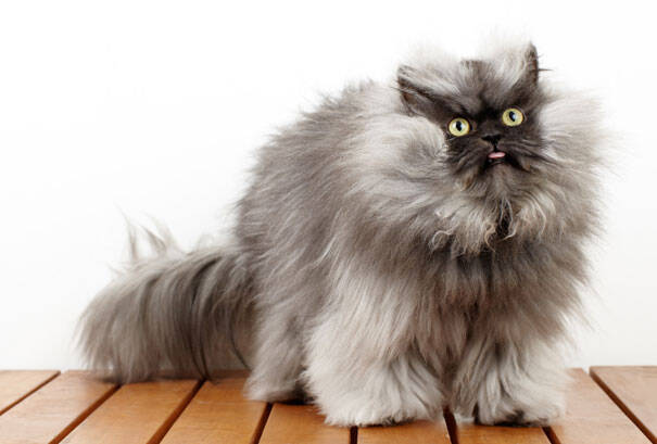 Οι 20 πιο διάσημες γάτες του Ίντερνετ ποζάρουν μόνο για σας! Θα θέλετε να τις πάρετε αγκαλιά!