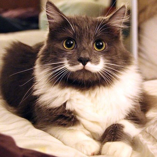 Οι 20 πιο διάσημες γάτες του Ίντερνετ ποζάρουν μόνο για σας! Θα θέλετε να τις πάρετε αγκαλιά!