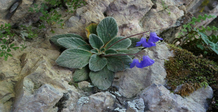 Γιάνκεα: Το μοναδικό λουλούδι που φυτρώνει μόνο στο Όλυμπο και πουθενά αλλού στον κόσμο! - Εικόνα3