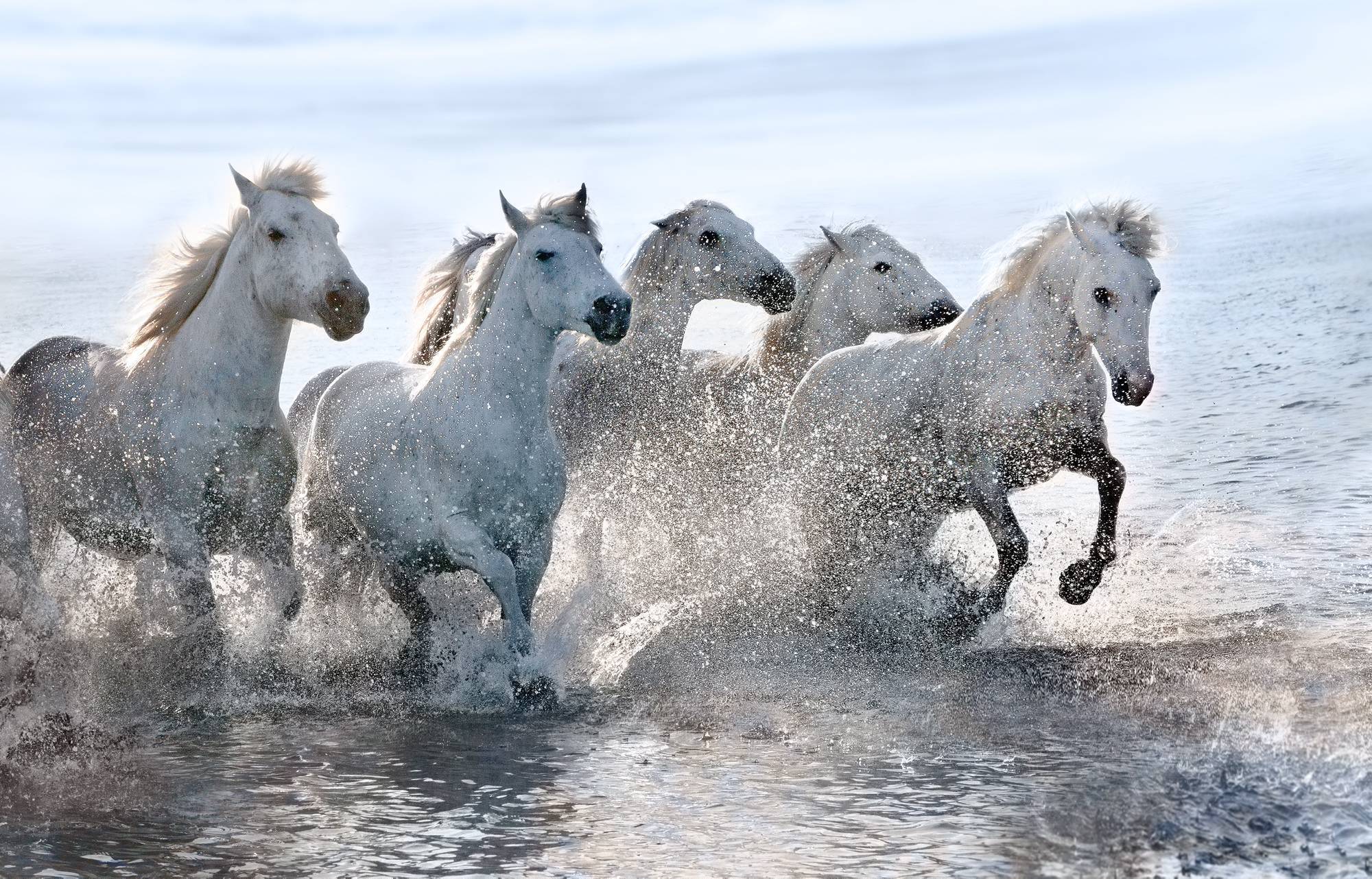 tilestwra.gr | Λευκά άλογα φωτογραφίζονται να τρέχουν στη θάλασσα! Η αίσθηση της ελευθερίας στο αποκορύφωμά της… 