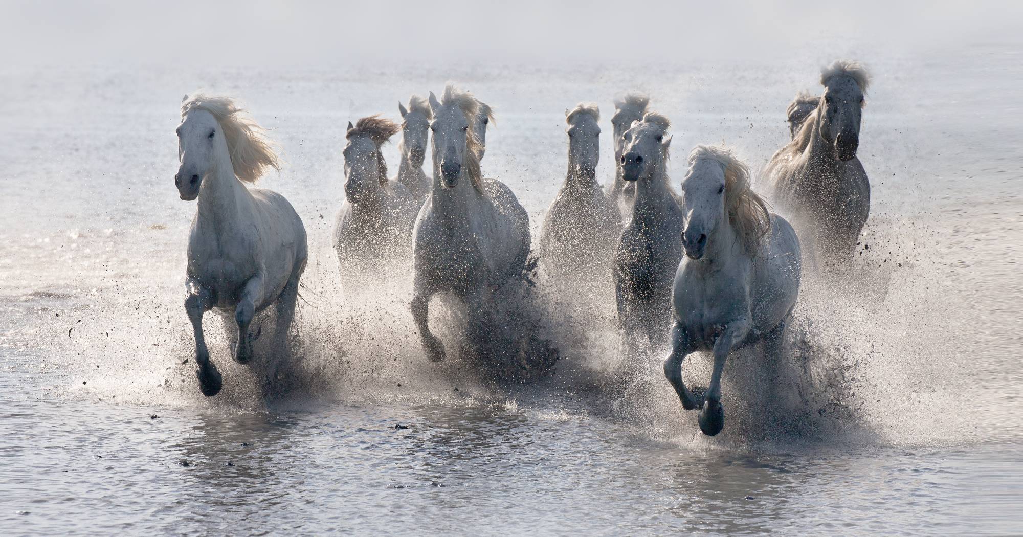 tilestwra.gr | Λευκά άλογα φωτογραφίζονται να τρέχουν στη θάλασσα! Η αίσθηση της ελευθερίας στο αποκορύφωμά της… 