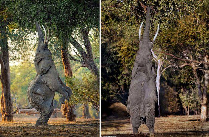 Ένας ελέφαντας στέκεται στα πίσω πόδια του για να φτάσει μερικά φρούτα.