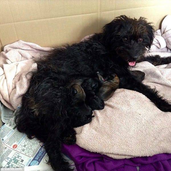 A week after arriving back in the UK with her new mom, Pepper gave birth to six tiny puppies. Pepper saved Georgia, and now Georgia saved Pepper and her babies from a life on the streets without a home or medical care.